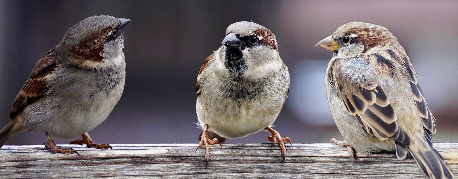 PROfound Leadership Professional Development Difficult Conversations Sparrows blog Pixabay